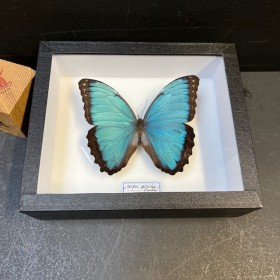 Papillon Morpho peleides d'Equateur - Boite entomologique