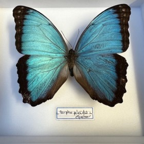 Papillon Morpho peleides d'Equateur - Boite entomologique