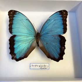 Papillon Morpho peleides d'Equateur - Boite entomologique