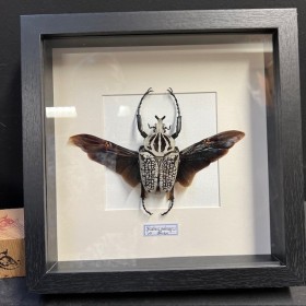 Entomological frame -...
