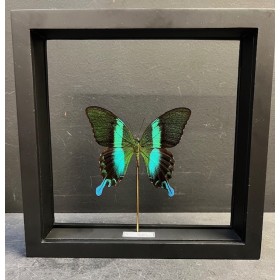 Papillon Papilio Blumei...