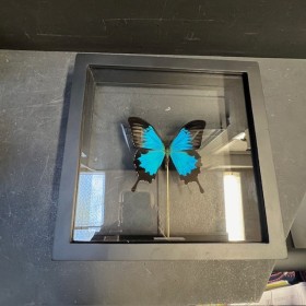 Papillon Papilio Ulysses -...