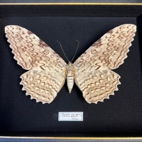Papillon Thysania agrippina...