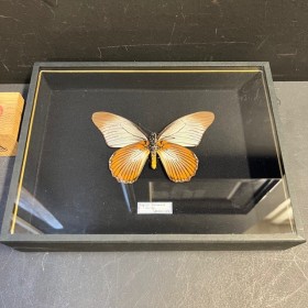 Papillon Papilio zalmoxis...