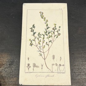 Planche de Botanique en couleurs- 1846 - Par Duchesne