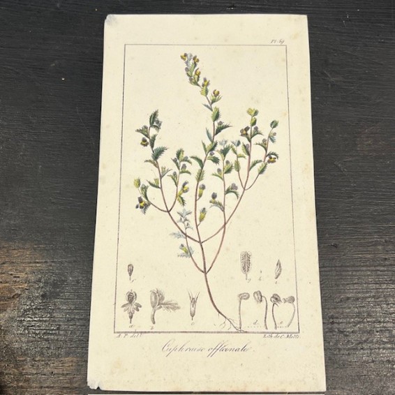 Antique Botanical lithography - Duchesne - 1846 - In colors - Botany