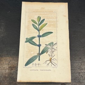 Antique Botanical lithography - Descourtilz - 1827 - In colors -Botany