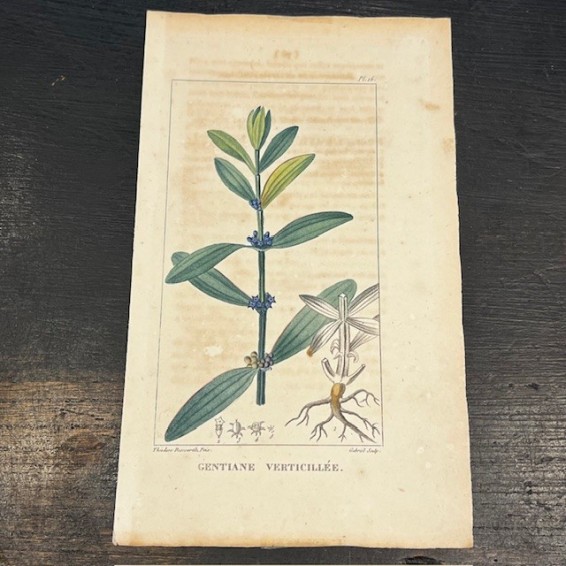 Antique Botanical lithography - Descourtilz - 1827 - In colors -Botany