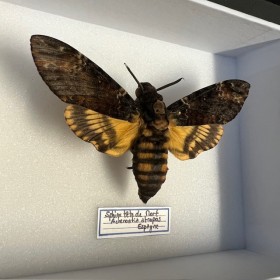 Entomological box- Acherontia atropos / Death’s head hawkmoth