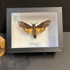 Sphinx tête de mort - Acherontia atropos - Boite entomologique