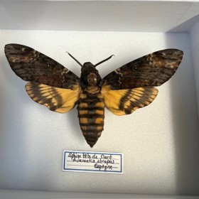 Entomological box- Acherontia atropos / Death’s head hawkmoth