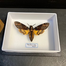 Entomological box- Acherontia atropos / Death’s head hawkmoth