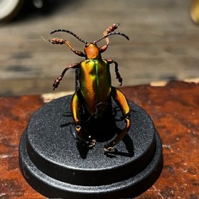 Sagra spp - Scarabée -...