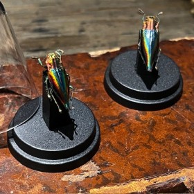 Cyphogastra javanica - Beetle under mini plastic globe