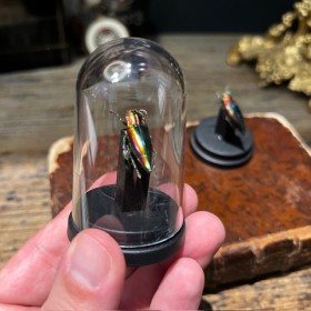 Cyphogastra javanica - Beetle under mini plastic globe