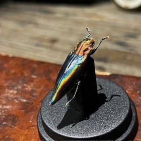 Cyphogastra javanica - Beetle under mini plastic globe
