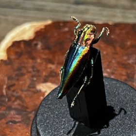 Cyphogastra javanica - Beetle under mini plastic globe