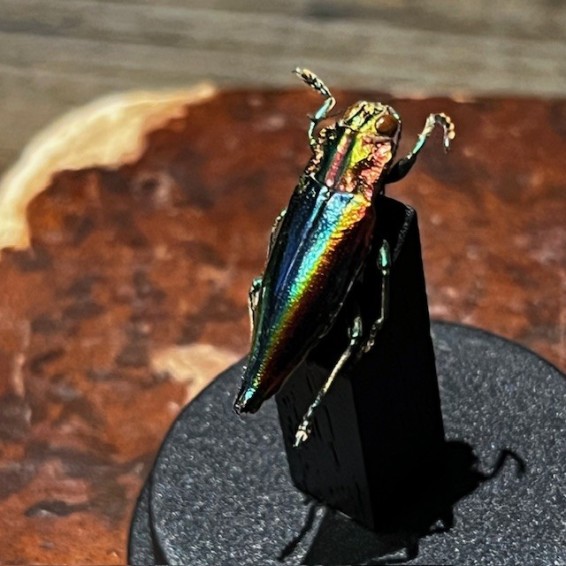 Cyphogastra javanica - Scarabée -Coléoptère sous mini globe plastique Cyphogastra javanica - Scarabée -Coléoptère sous mini globe plastique