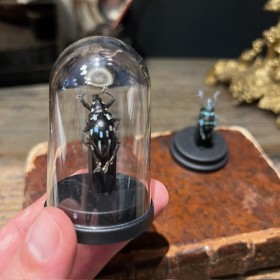 Eupholus linnei - Scarabée -Coléoptère sous mini globe plastique