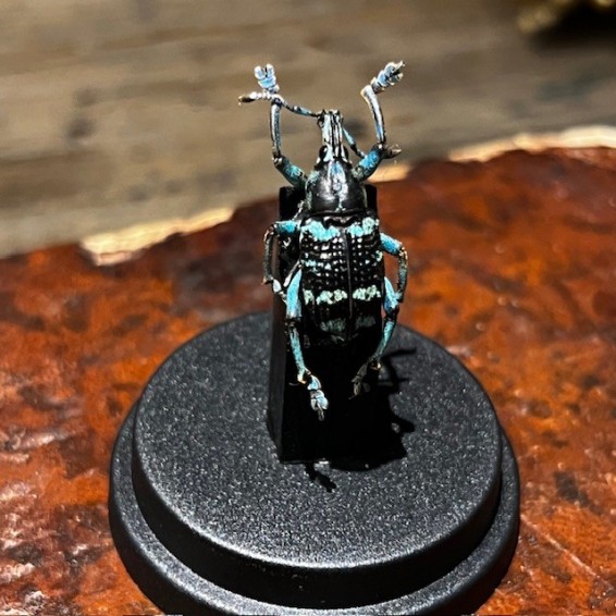 Eupholus linnei - Scarabée -Coléoptère sous mini globe plastique