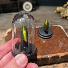 Chrysochroa fulminans - Beetle under mini plastic globe