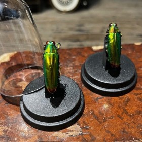 Chrysochroa fulminans - Beetle under mini plastic globe
