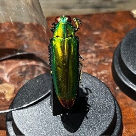 Chrysochroa fulminans - Beetle under mini plastic globe