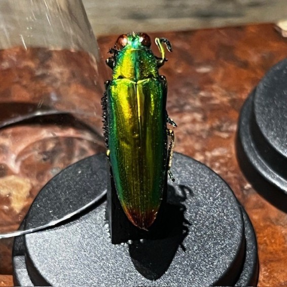 Chrysochroa fulminans - Beetle under mini plastic globe