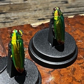 Chrysochroa fulminans - Scarabée -Coléoptère sous mini globe plastique