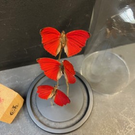 Cymothoe sangaris butterflies - Butterfly bell