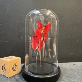 Cloche à papillons - Cymothoe sangaris