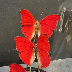 Cymothoe sangaris butterflies - Butterfly bell