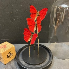 Cloche à papillons - Cymothoe sangaris