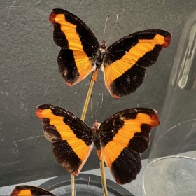 Catonephele orites butterflies - Butterfly bell