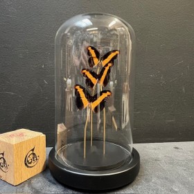 Catonephele orites butterflies - Butterfly bell