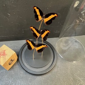 Catonephele orites butterflies - Butterfly bell