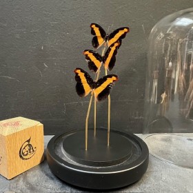 Cloche à papillons - Catonephele orites