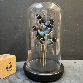 Heliconius sara butterflies - Butterfly bell