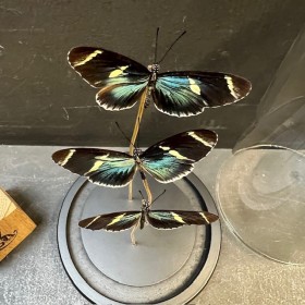 Heliconius sara butterflies - Butterfly bell
