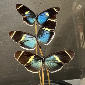 Heliconius sara butterflies - Butterfly bell