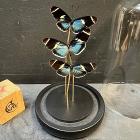 Heliconius sara butterflies - Butterfly bell