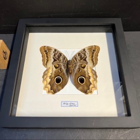 Papillon Hibou géant à bords jaunes - Caligo atreus -Cadre entomologie