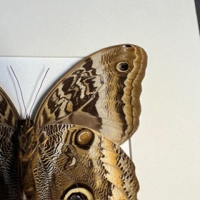 Papillon Hibou géant à bords jaunes - Caligo atreus -Cadre entomologie