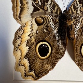 Papillon Hibou géant à bords jaunes - Caligo atreus -Cadre entomologie