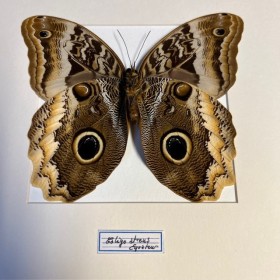 Papillon Hibou géant à bords jaunes - Caligo atreus -Cadre entomologie