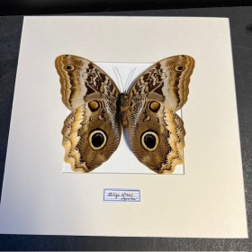 Papillon Hibou géant à bords jaunes - Caligo atreus -Cadre entomologie