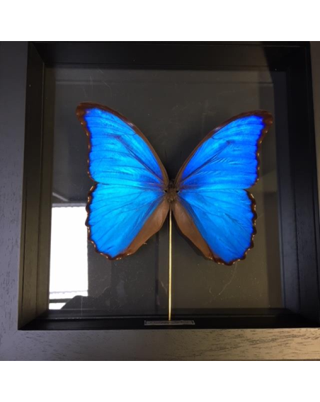 Entomological Transparent Frame: Morpho Didius