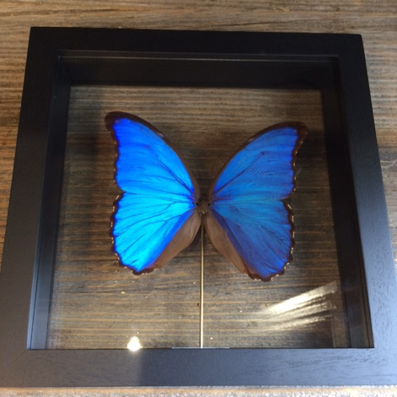 Entomological Transparent Frame: Morpho Didius