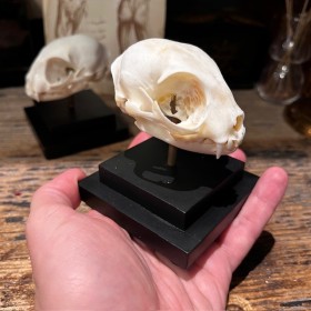 Cat skull on base - Felis...