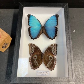 Entomological Box - Morpho...